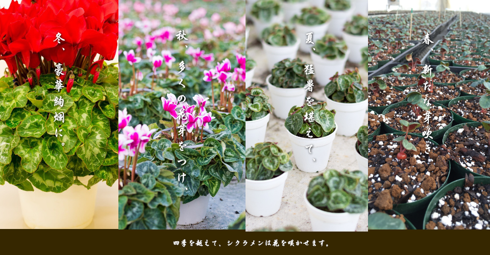 埼玉県シクラメン研究会